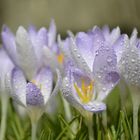 Krokus im Morgentau