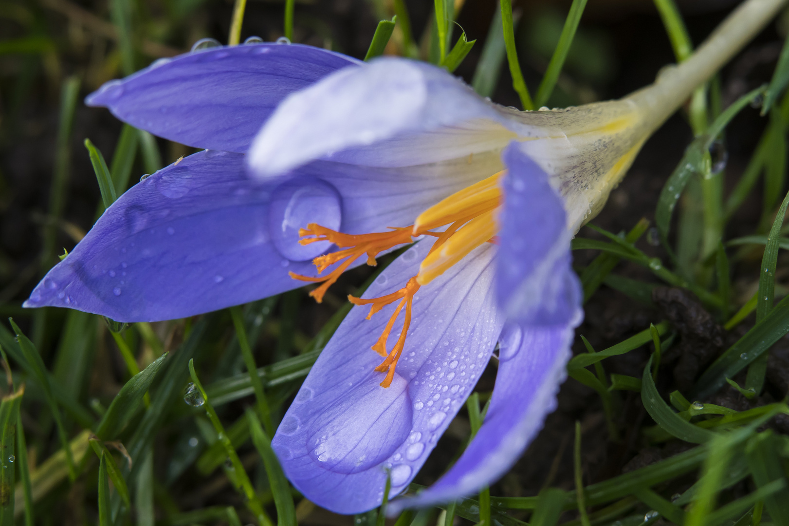 Krokus im November