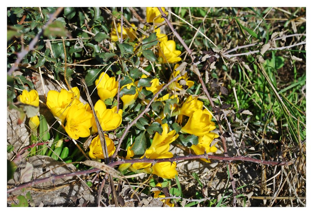 Krokus im November......