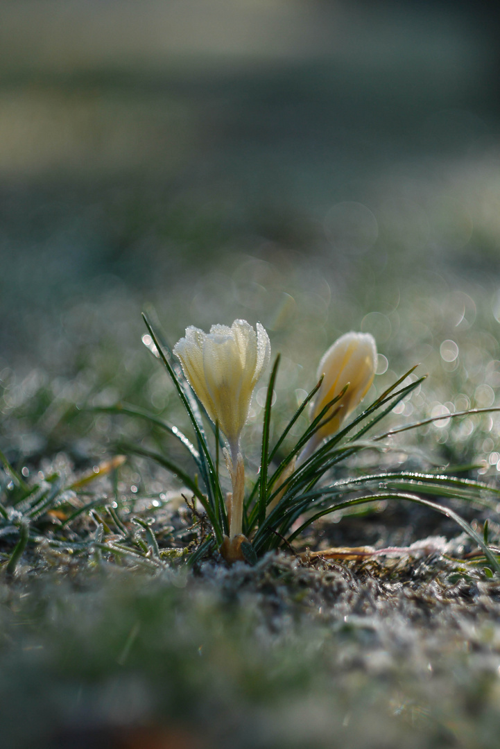 Krokus im Rasen