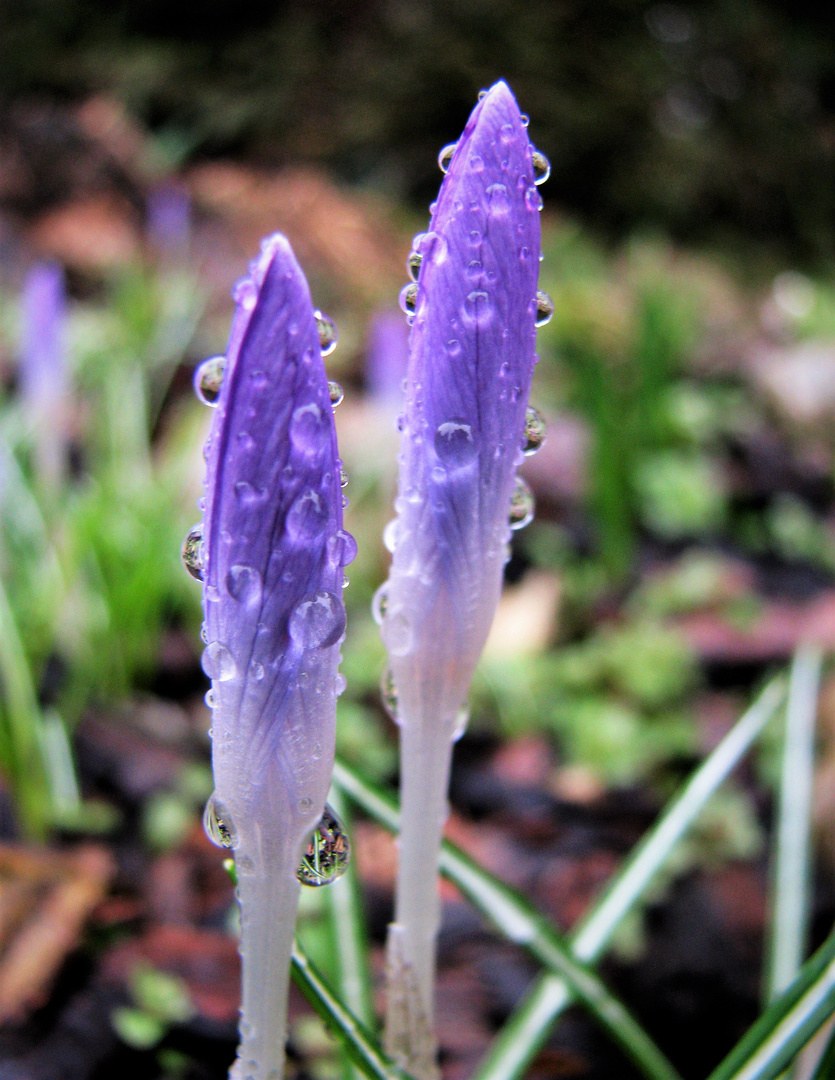 Krokus im Regen 