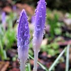 Krokus im Regen 