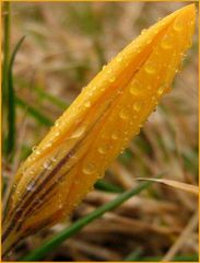 Krokus im Regen