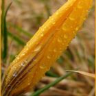 Krokus im Regen