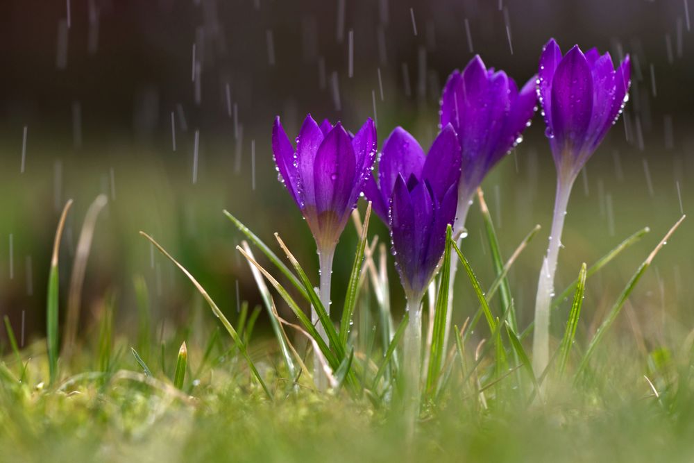 Krokus im Regen