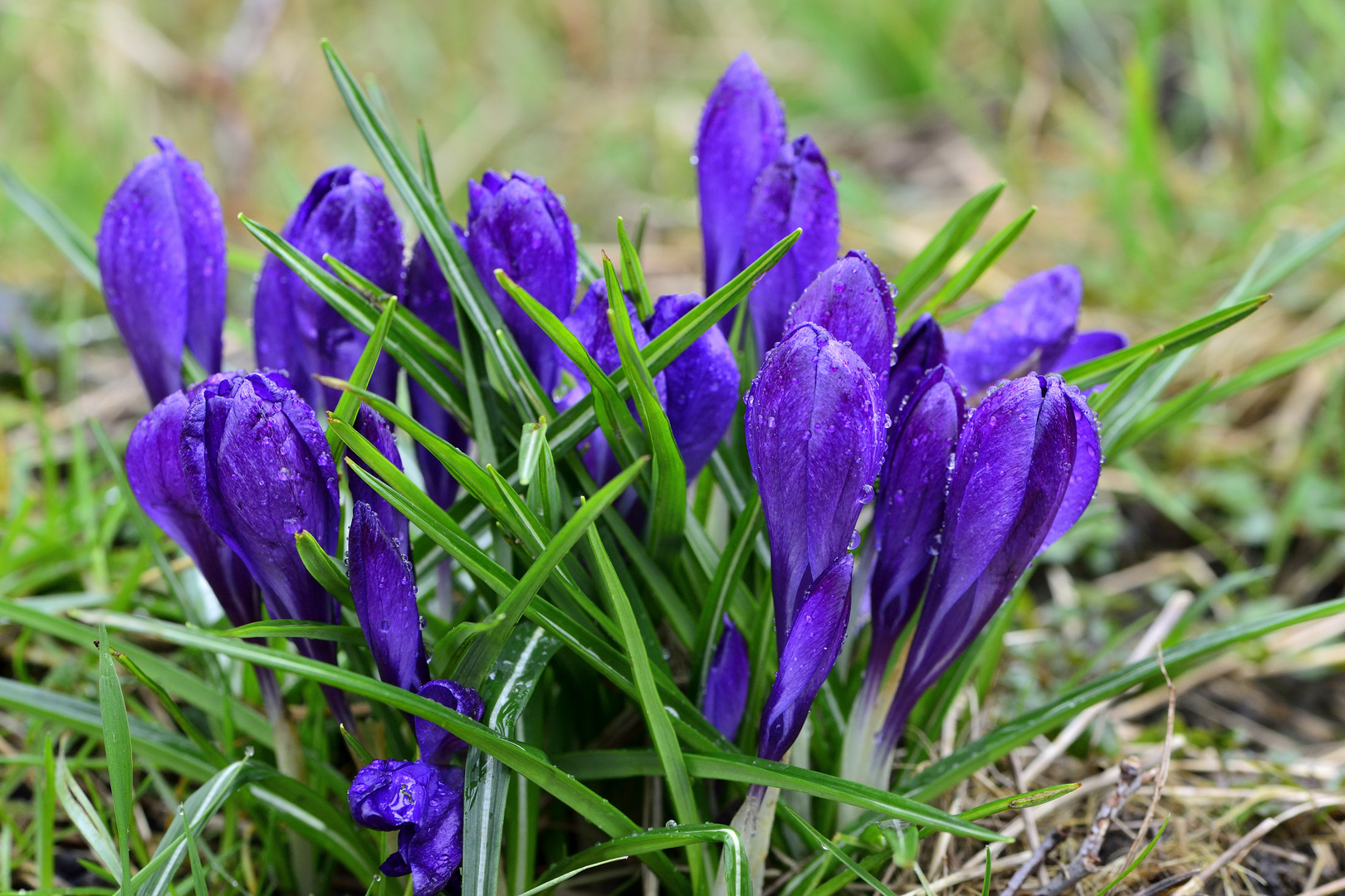 Krokus im Regen.