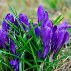 Krokus im Regen.