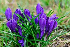 Krokus im Regen.