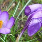 Krokus im Regen