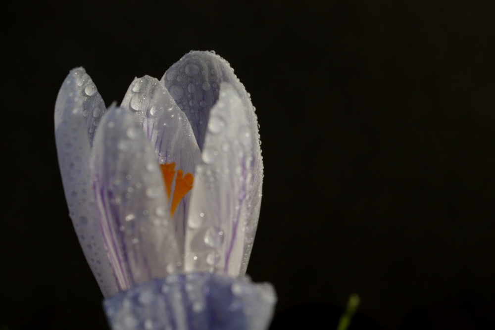 Krokus im Regen