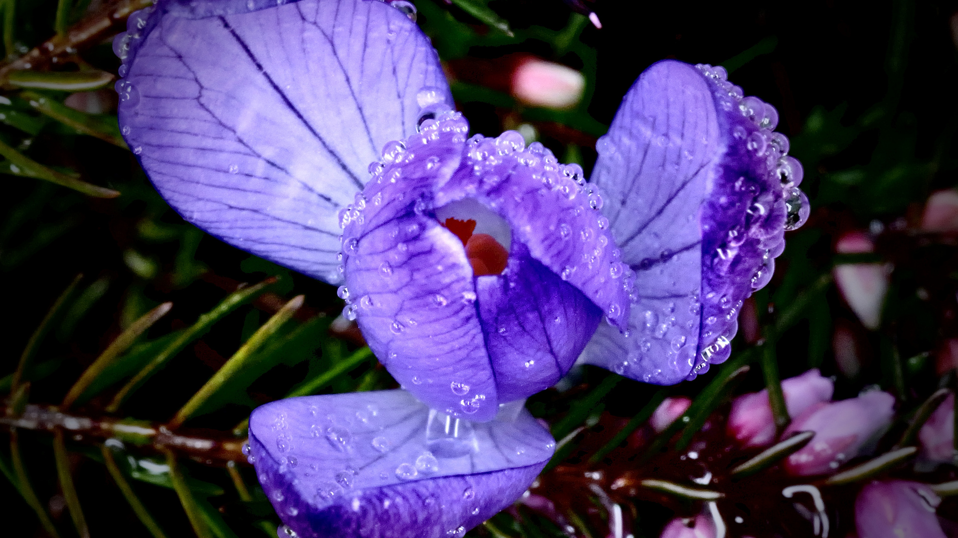 Krokus im Regen