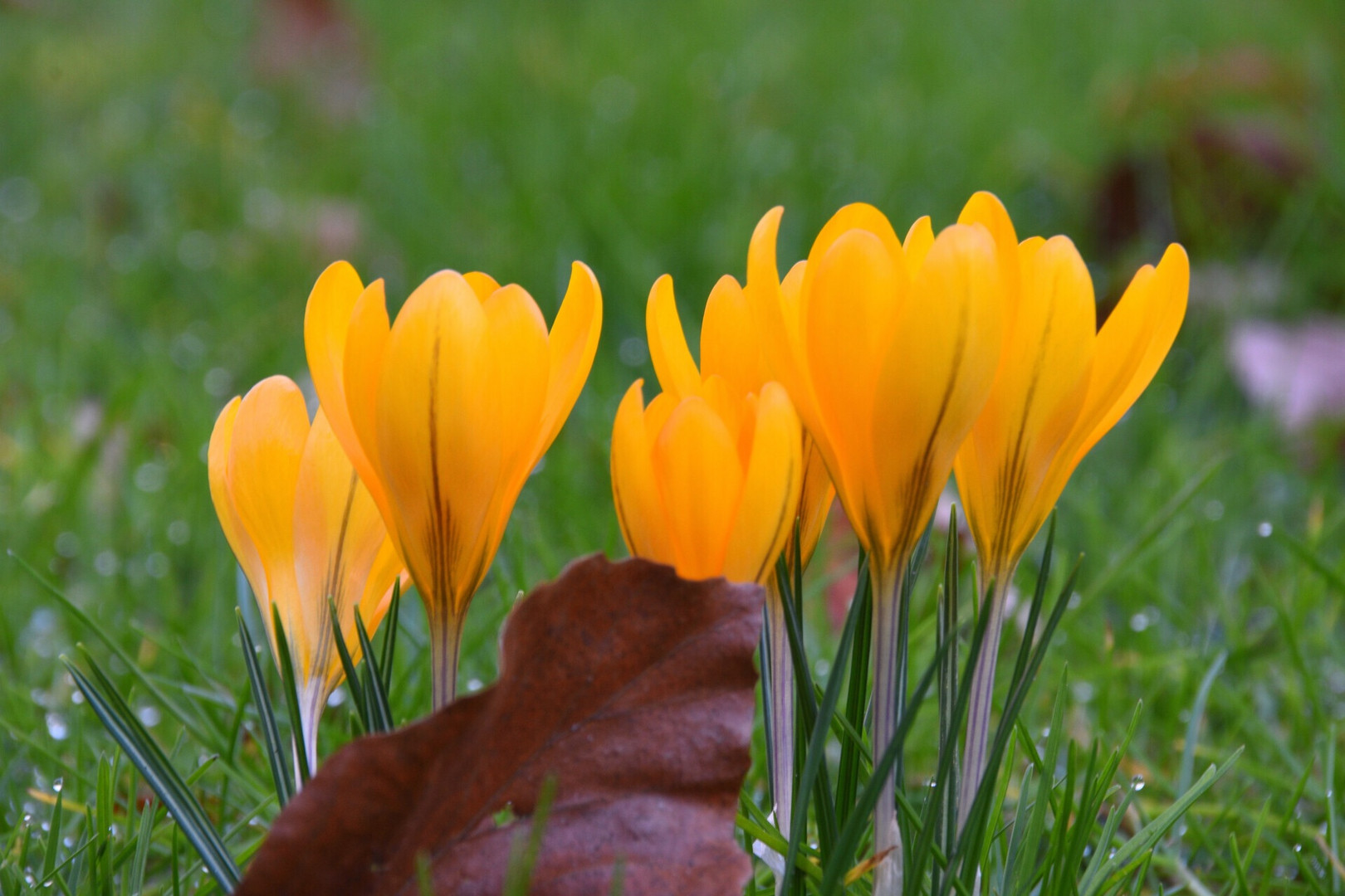 Krokus im Schlosspark 