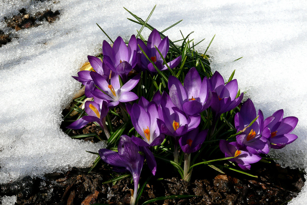 Krokus im Schnee