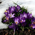 Krokus im Schnee