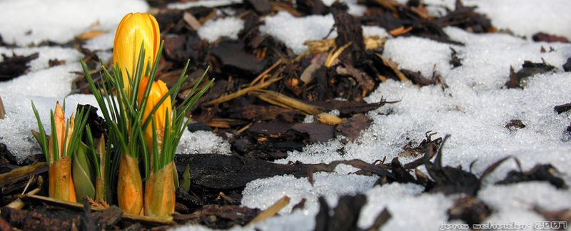 Krokus im Schnee