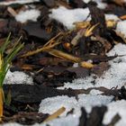 Krokus im Schnee