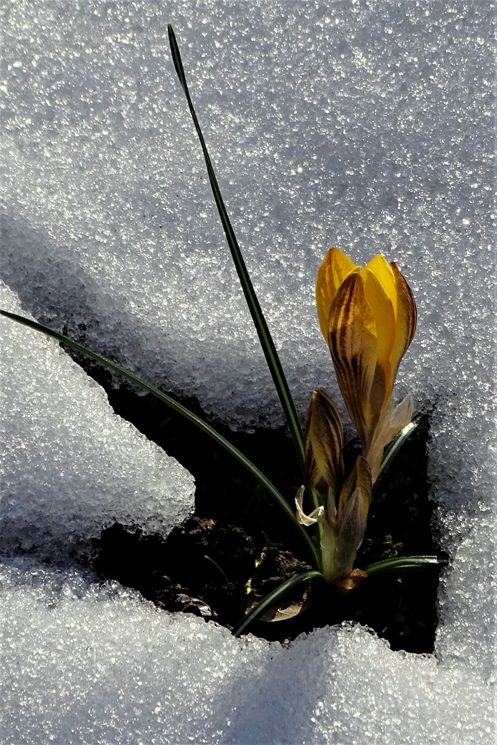 Krokus im Schnee