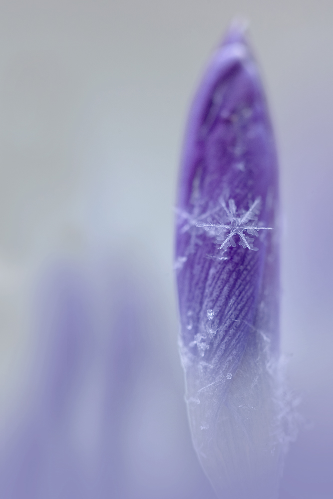 Krokus im Schnee