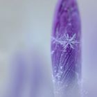 Krokus im Schnee