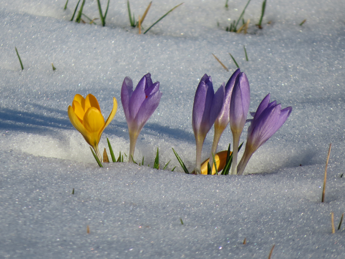 Krokus im Schnee