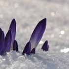 Krokus im Schnee