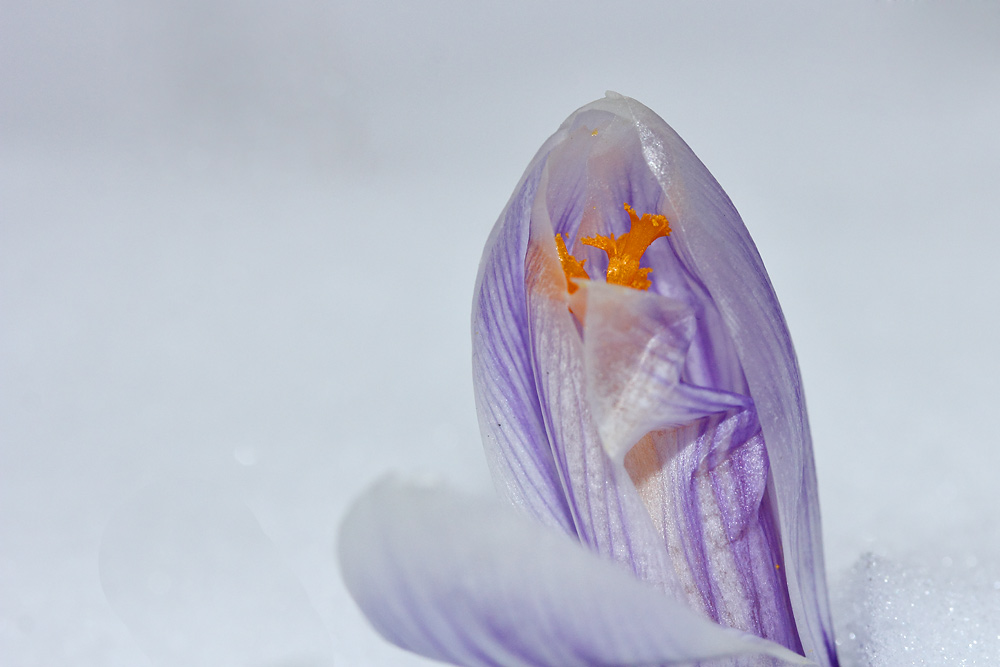 Krokus im Schnee