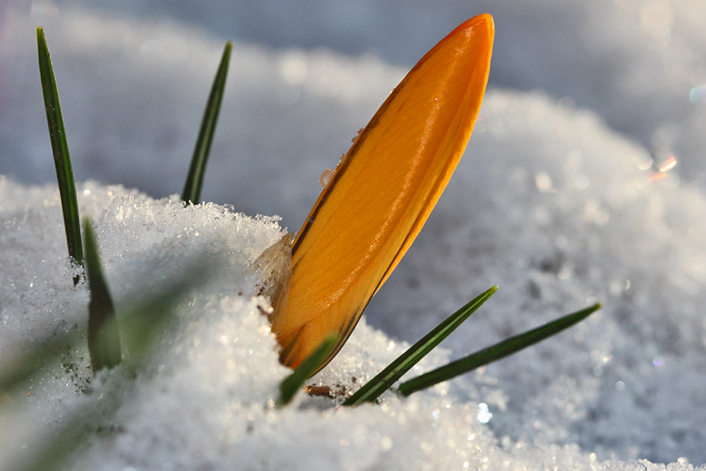 Krokus im Schnee