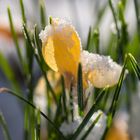 Krokus im Schnee