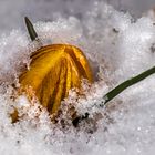 Krokus im Schnee