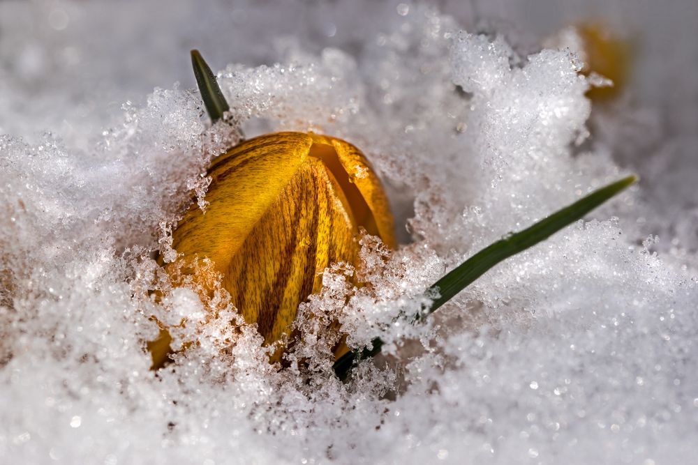 Krokus im Schnee