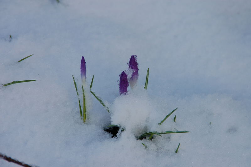 Krokus im Schnee