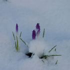 Krokus im Schnee