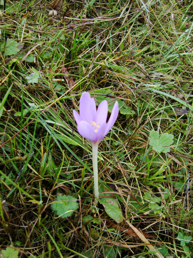 Krokus im September???