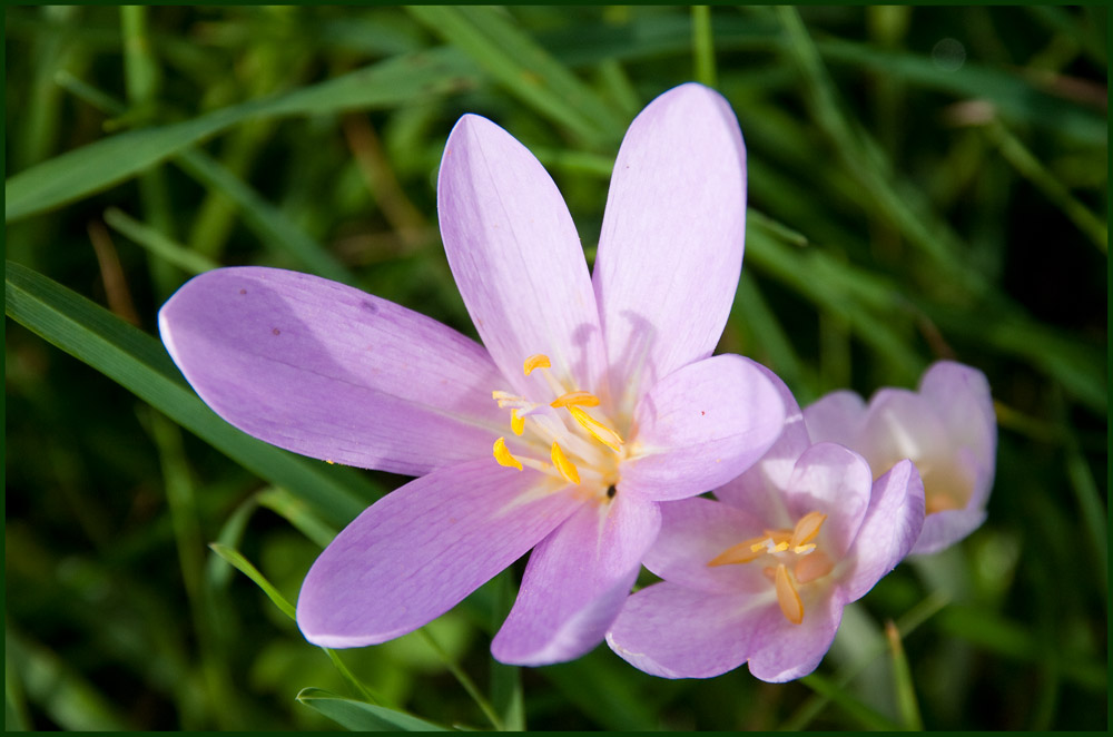 Krokus im September???