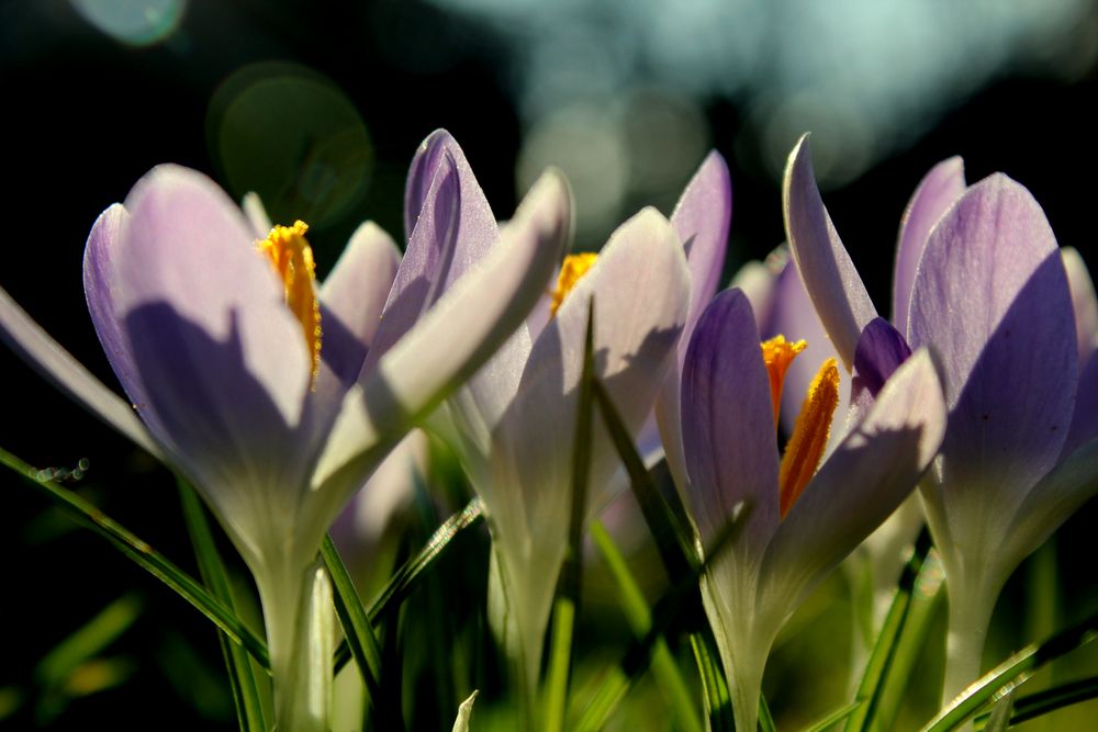 Krokus im Sonnenlicht