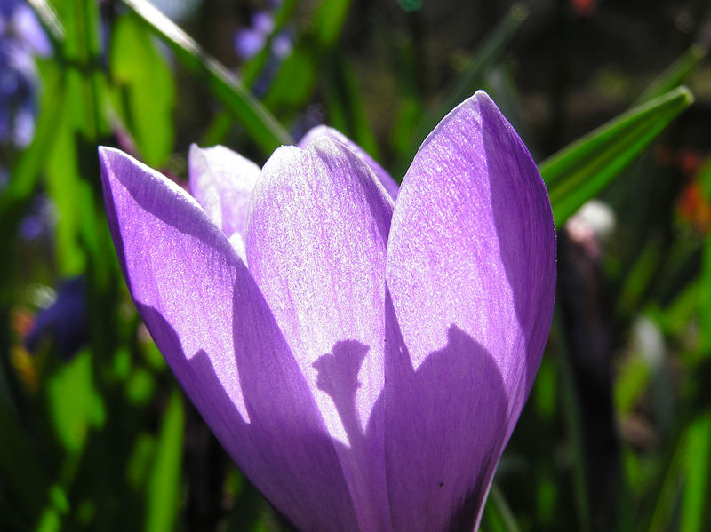 Krokus im Sonnenlicht