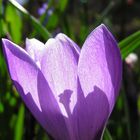 Krokus im Sonnenlicht