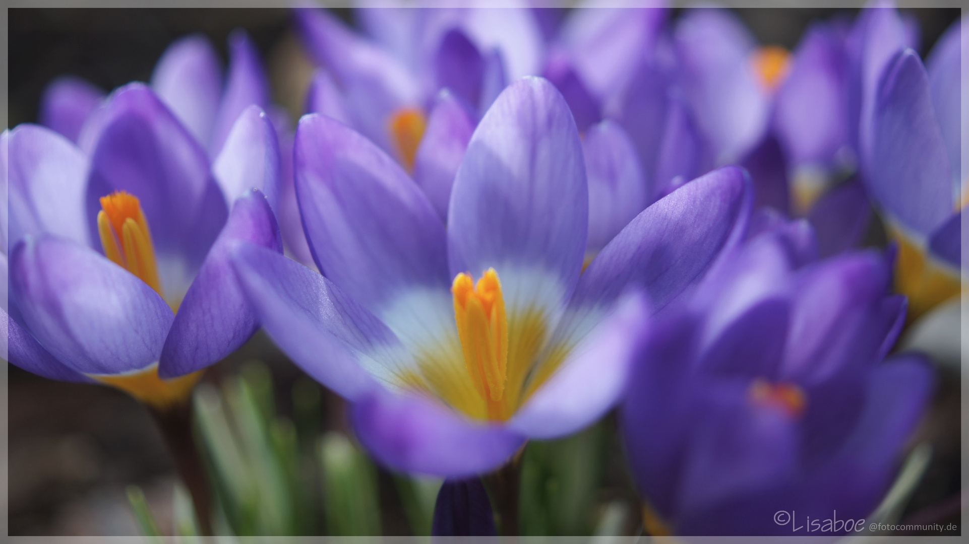 Krokus im Sonnenlicht