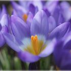 Krokus im Sonnenlicht