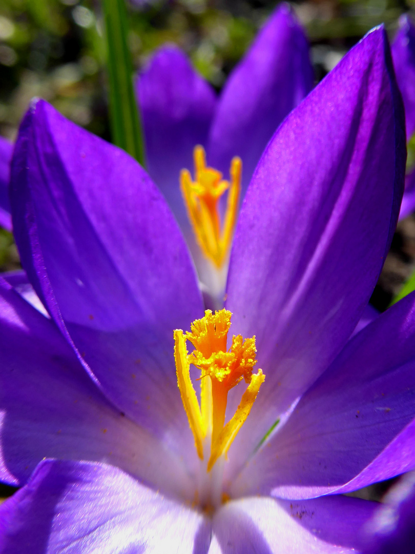 Krokus im Sonnenlicht