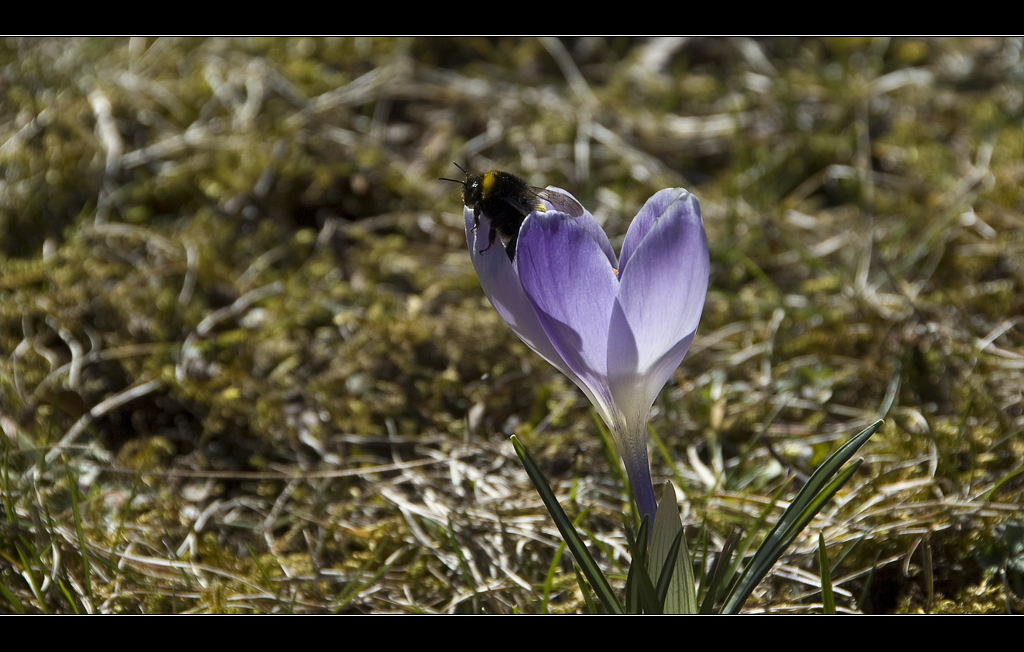 Krokus im Sonnenlicht