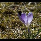 Krokus im Sonnenlicht