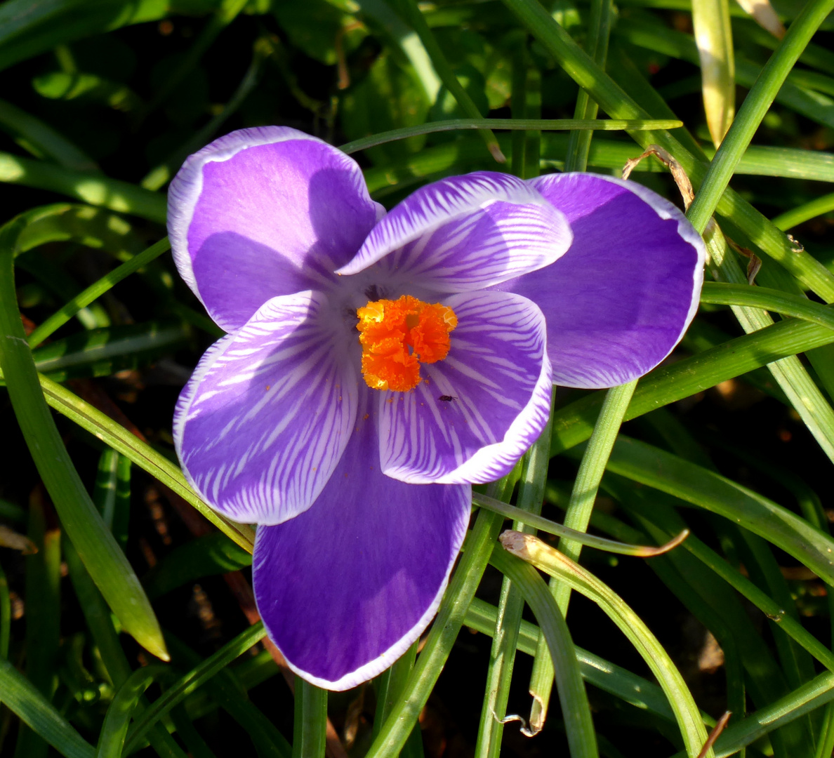 Krokus im sonnenlicht