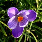 Krokus im sonnenlicht