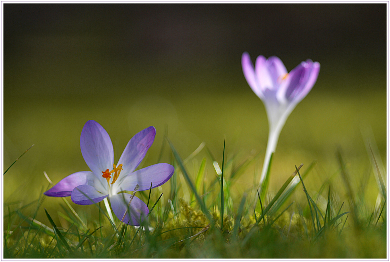 Krokus im Sonnenlicht