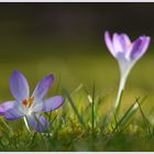 Krokus im Sonnenlicht