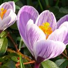 Krokus im Sonnenlicht