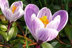 Krokus im Sonnenlicht