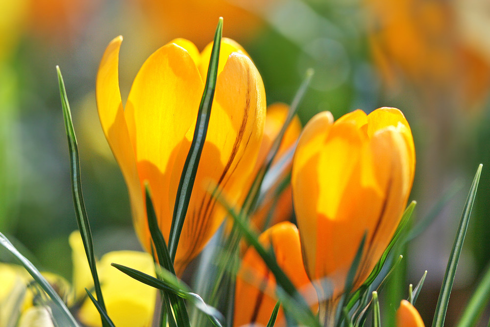 Krokus im Sonnenschein