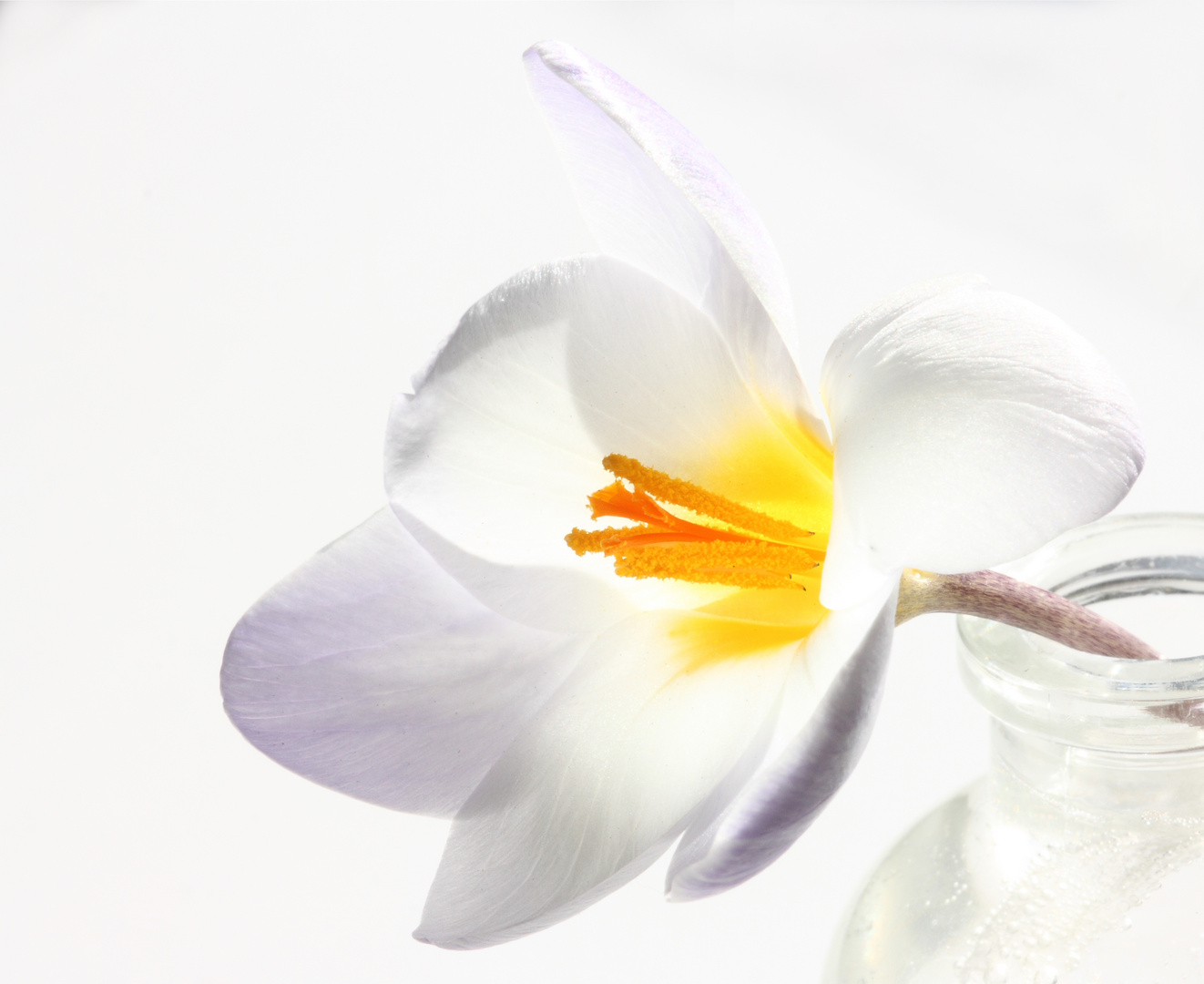 Krokus im Sonnenschein